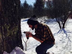 drilling maple tap hole