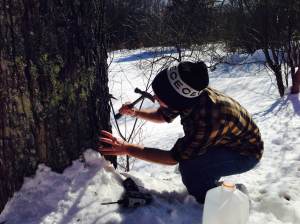 tapping sugar maple tree in vermont