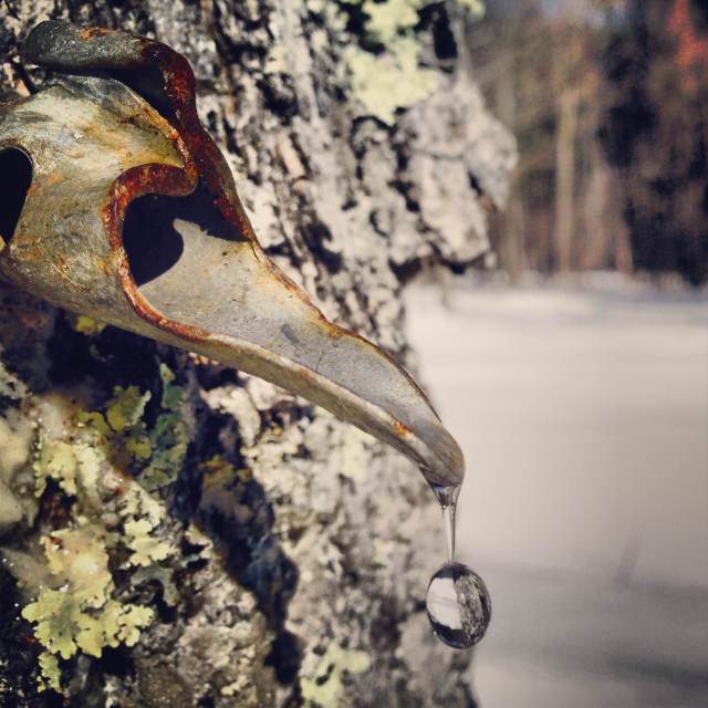dripping maple sap from the tap